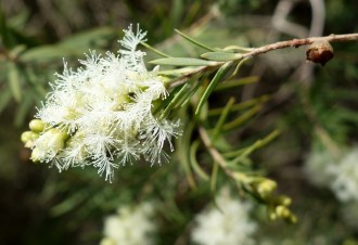 Melaleuca_linariifolia_-_Leaning_Pine_Arboretum_-_DSC05487