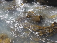 Adventure Bay kelp