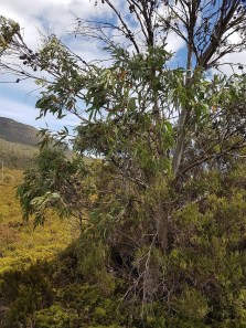 Eucalyptus subcrenulata