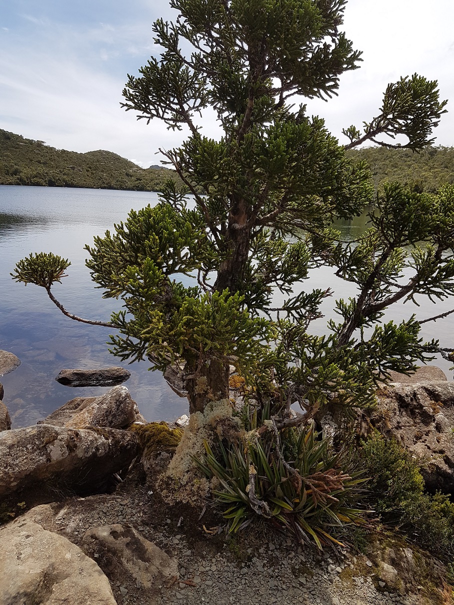Lake Osborne King Billy