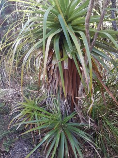 Richea pandanifolia2