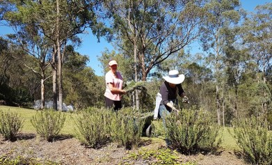 Rosemary harvest