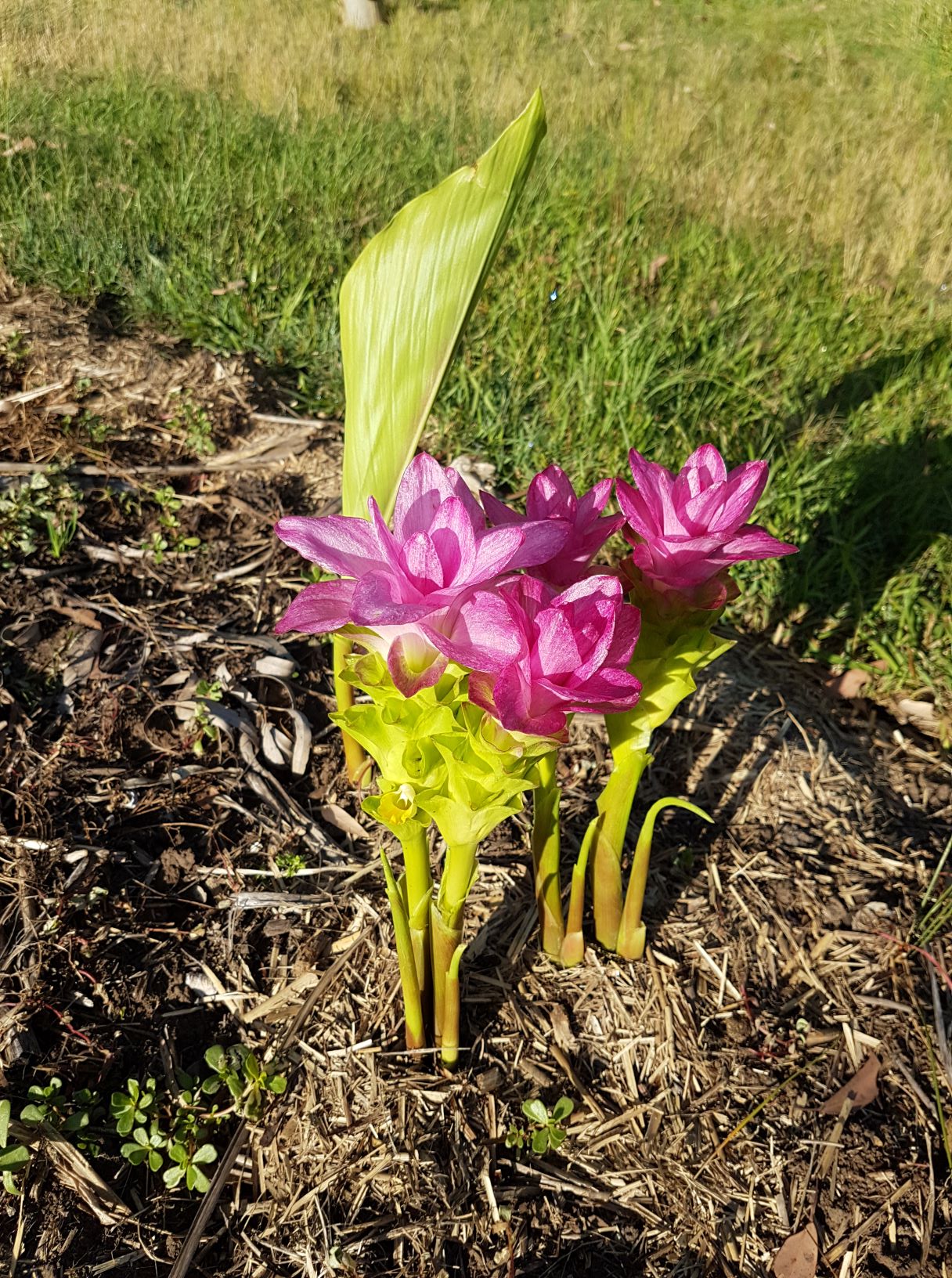 Curcuma australasica