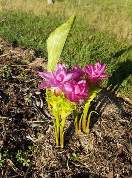 Curcuma australasica